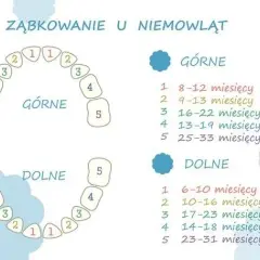 Kiedy dziecku wychodzą 6 zębów? Poznaj ważne informacje o ząbkowaniu